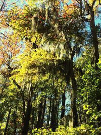 Low angle view of trees in forest