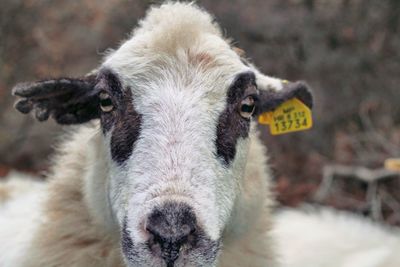 Close-up portrait of a sheep