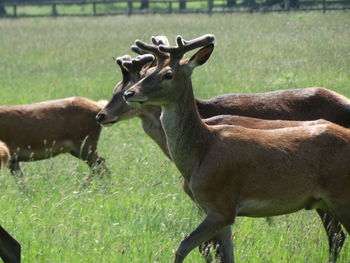 Deer standing on field