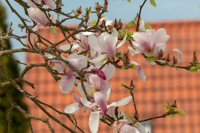 Close-up of fresh pink cherry blossoms in spring