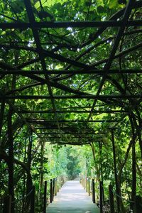 Walkway amidst trees