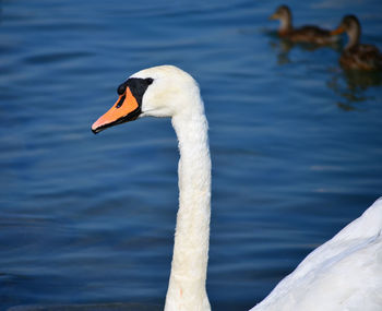 Close-up of swan in lake