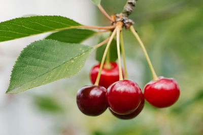 Branch of ripe cherries on a tree in a garden