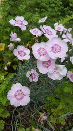 Close-up of pink flowers