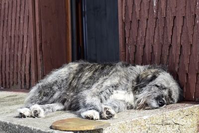 Dog sleeping