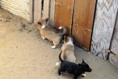 High angle view of cats outdoors