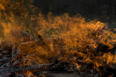 Close-up of bonfire in forest