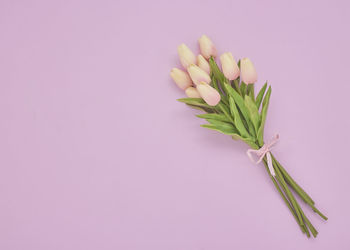 Close-up of pink rose against white background