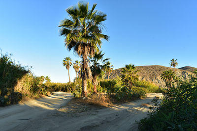 Sandy beach road in tropical baja, mexico