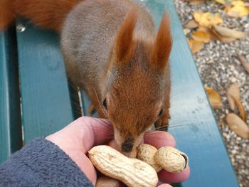Midsection of person holding nuts for squirrel