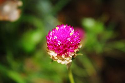 Close-up of flower blooming outdoors