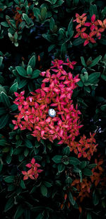 High angle view of red flowering plants