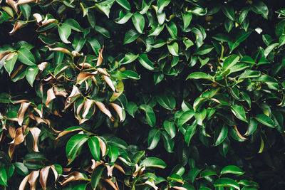 High angle view of plants