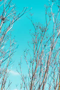 Low angle view of bare tree against blue sky