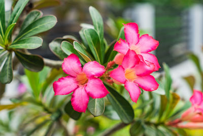 Close-up of pink flowers blooming outdoors