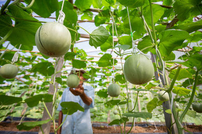 Apples growing on tree