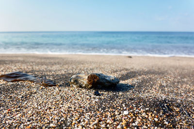 View of crab on sand at beach against sky