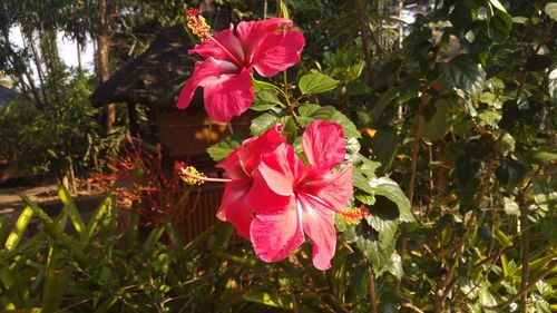 Close-up of pink flowers