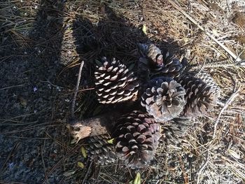 High angle view of pine cone on field
