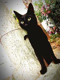 Portrait of black cat looking up