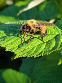 Close-up of insect on leaf