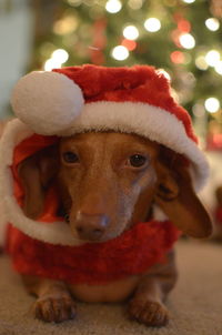 Close-up portrait of a dog