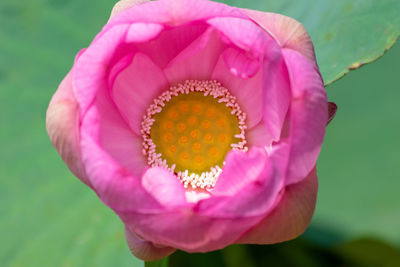 Close-up of pink rose flower