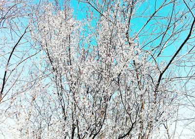 Low angle view of bare trees against blue sky