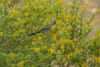 Close-up of bird perching on plant