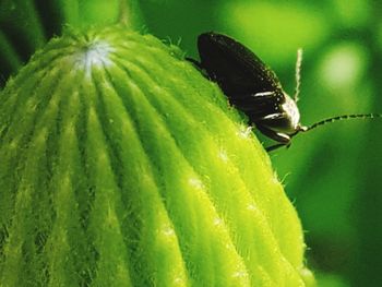 Close-up of insect on leaf