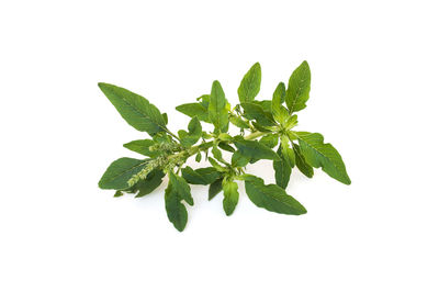 Close-up of leaves against white background