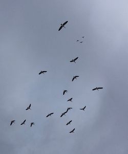 Low angle view of birds flying in the sky