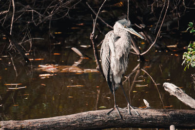 High angle view of gray heron perching on tree