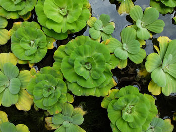 High angle view of flowering plant