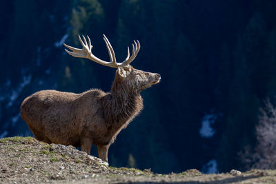 Deer standing on field