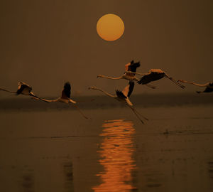 Silhouette birds on shore against sky during sunset