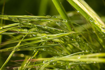 Close-up of water drops on grass