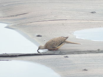 High angle view of bird on beach