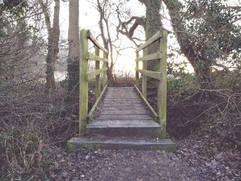 View of trees in forest