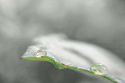 Close-up of plant against blurred background