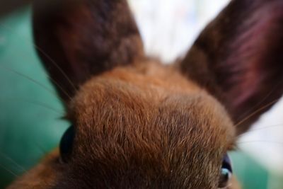 Close-up of dog