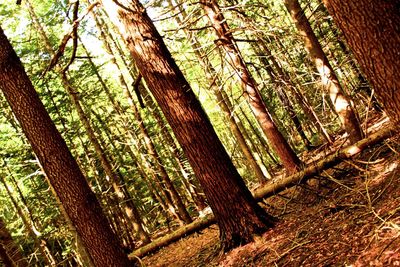 Low angle view of trees in forest