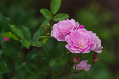 flowering plant