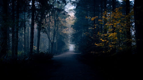 Trees in forest during autumn