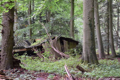 Trees in forest