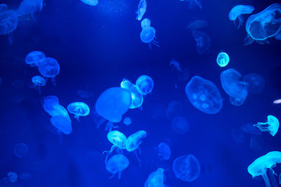 Jellyfish in sea