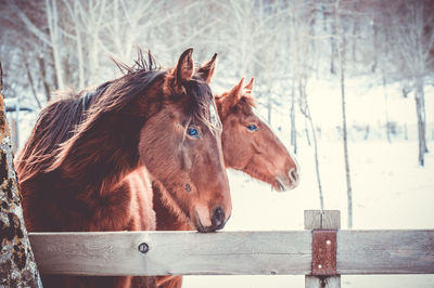 Horses standing at farm against bare trees