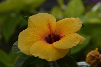 Close-up of yellow flower blooming outdoors