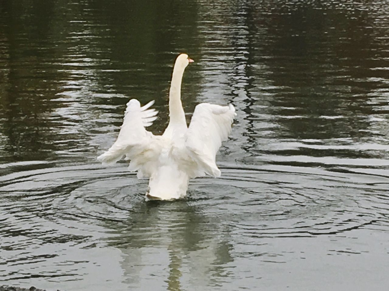 Queen of swans