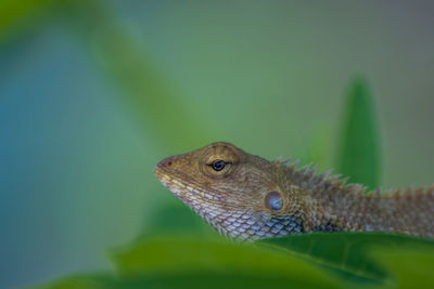 Close-up of a lizard